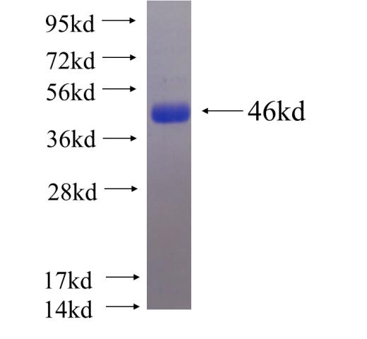 Recombinant human PKM1 SDS-PAGE
