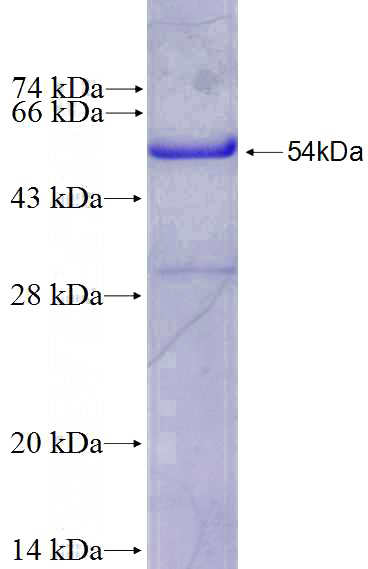 Human CHRM2 Recombinant protein (GST tag)