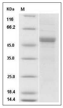 Human APOM Protein (Fc Tag) SDS-PAGE