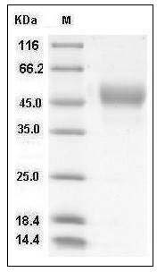 Influenza A H5N1 (A/Duck/Hong Kong/p46/97) Hemagglutinin Protein (HA1 Subunit) (His Tag) SDS-PAGE