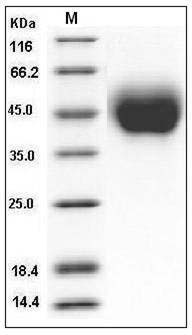 Cynomolgus CD200R / OX2-R Protein (His Tag) SDS-PAGE