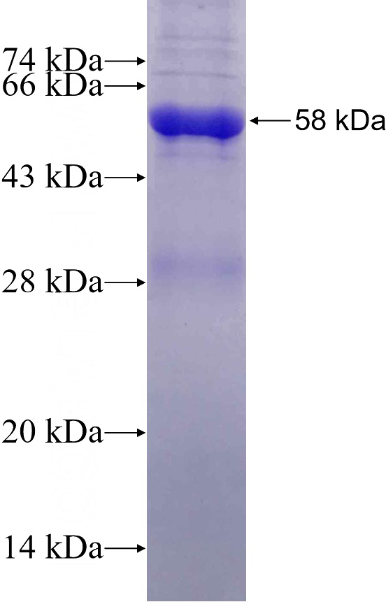 Recombinant Human CSTF1 SDS-PAGE