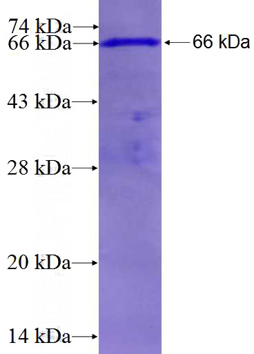 Recombinant Human SEPT1 SDS-PAGE