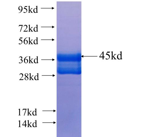 Recombinant human MBP(Full length) SDS-PAGE