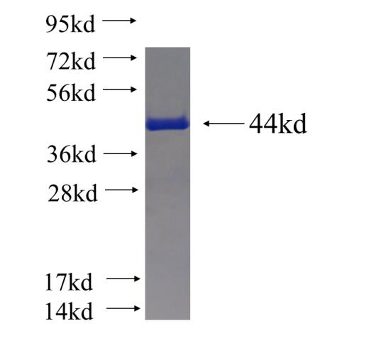 Recombinant human C6orf211 SDS-PAGE