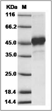 Cynomolgus PDGF-C / PDGFC Protein (Fc Tag) SDS-PAGE