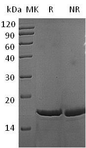 Mouse Fgf2/Fgf-2 recombinant protein
