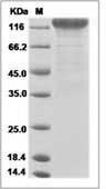 Macaca fascicularis Cytomegalovirus (CMV) (strain OT-1) glycoprotein B / GB Protein (Fc Tag)