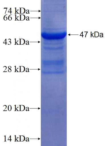 Recombinant Human C12orf44 SDS-PAGE