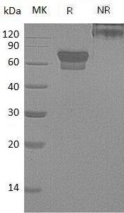 Mouse Pdcd1/Pd1 (Fc tag) recombinant protein