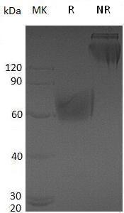 Mouse Cd47 (Fc tag) recombinant protein