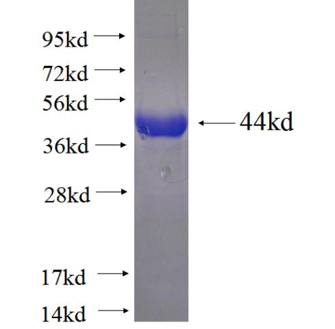 Recombinant human PRDM8 SDS-PAGE