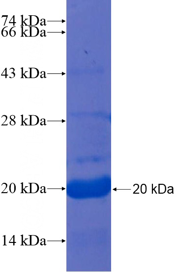 Recombinant Human MPP4 SDS-PAGE