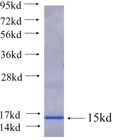 Recombinant Human TMEM120B SDS-PAGE