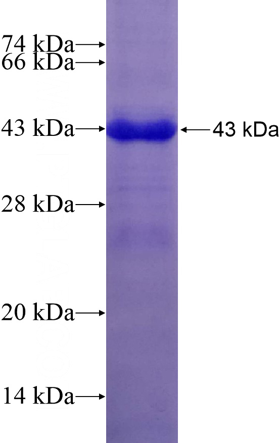 Recombinant Human FDXR SDS-PAGE