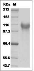Human MEGF10 Protein (His Tag)