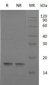 Human IL18/IGIF/IL1F4 recombinant protein
