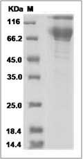 Canine PD-L1 / B7-H1 / CD274 Protein (Fc Tag) SDS-PAGE