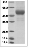 H13N6 HA Protein 14499