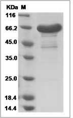 Mouse CNPY3 / PRAT4A / ERDA5 Protein (Fc Tag) SDS-PAGE