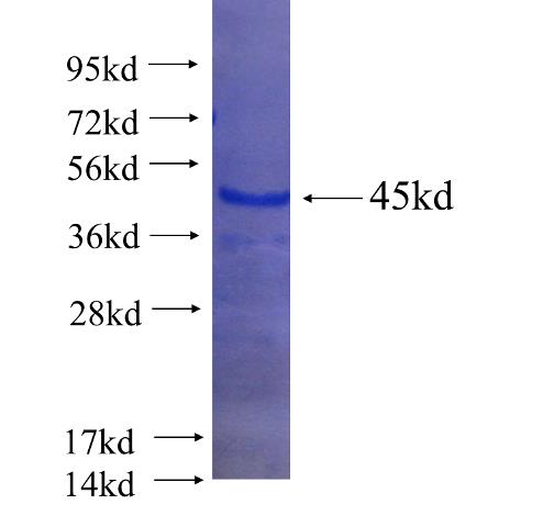 Recombinant human C1orf71 SDS-PAGE