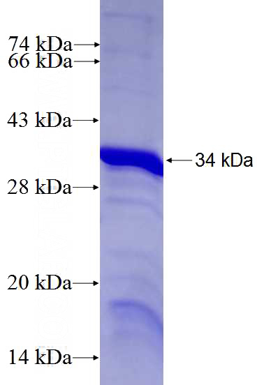 Recombinant Human FUBP3 SDS-PAGE