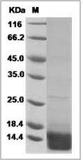 Mouse CXCL14 / BRAK Protein SDS-PAGE