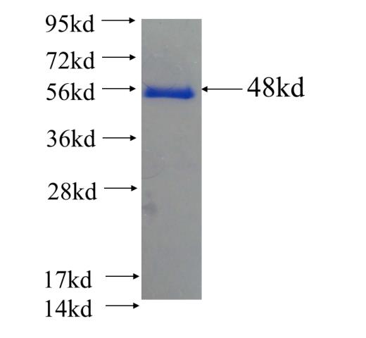 Recombinant Arabidopsis thaliana ATAIH SDS-PAGE