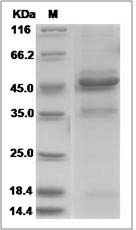 TMED10 protein SDS-PAGE