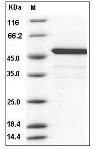 Mouse BID Protein (His & GST Tag) SDS-PAGE