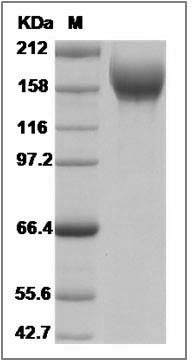 Human VEGFR2 / Flk-1 / CD309 / KDR Protein (Fc Tag) SDS-PAGE