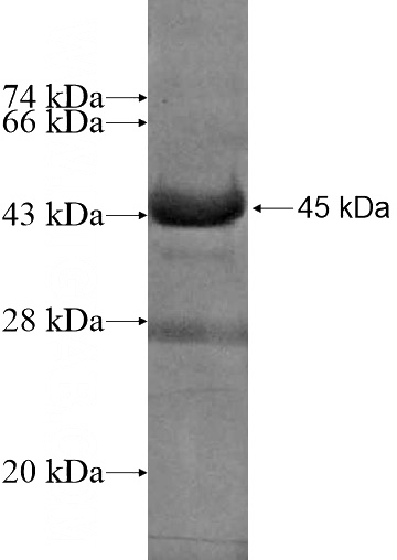 Recombinant Human SPIRE2 SDS-PAGE