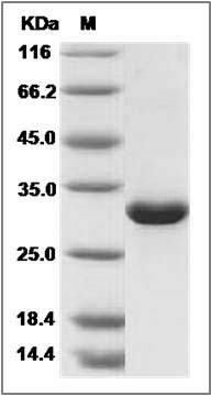 Human MBL2 / MBL / COLEC1 Protein SDS-PAGE