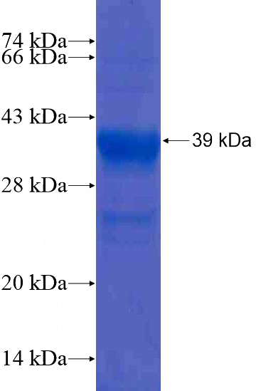 Recombinant Human PDCD4 SDS-PAGE