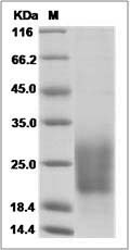 Rat TALLA-1 / TSPAN7 (CD231) Protein (His Tag)
