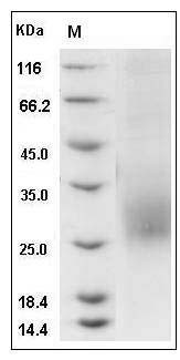 Cynomolgus CD3d / CD3 delta Protein (His Tag) SDS-PAGE