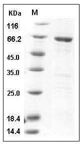 Human MAPKAPK3 Protein (GST Tag) SDS-PAGE