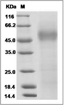 Human CD64 / FCGR1A Protein (His & AVI Tag), Biotinylated SDS-PAGE