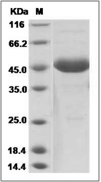 Human FSH alpha / TSH alpha / CGA Protein (Fc Tag) SDS-PAGE