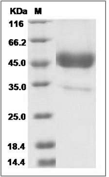 Cynomolgus TALLA-1 / TSPAN7 Protein (Fc Tag) SDS-PAGE