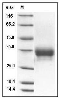 Cynomolgus CD32a / FCGR2A Protein (His & AVI Tag), Biotinylated SDS-PAGE