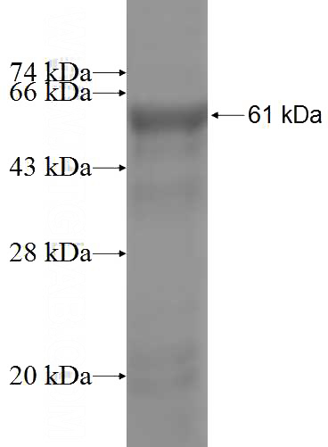 Recombinant Human HERC3 SDS-PAGE
