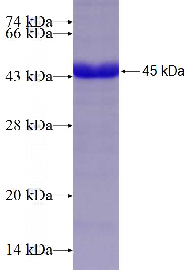 Recombinant Human FMO2 SDS-PAGE