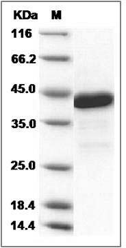 Human HBP1 Protein (GST Tag) SDS-PAGE