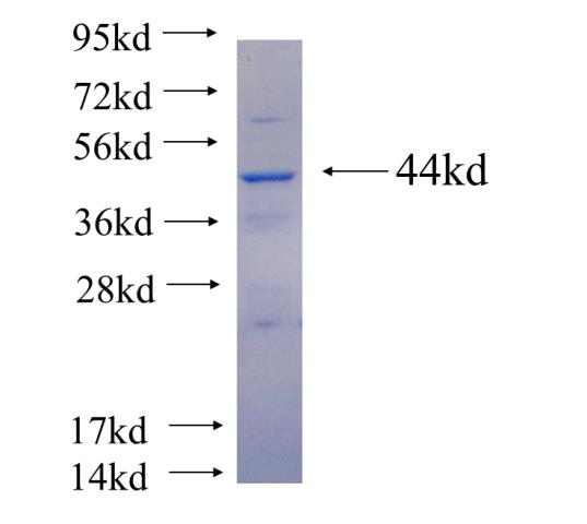Recombinant human B3GNT5 SDS-PAGE