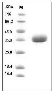 Human AZU1 / Azurocidin 1 / CAP37 Protein (His Tag) SDS-PAGE