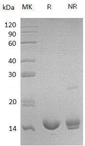 Mouse Il16 recombinant protein