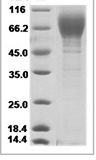 H1N1 HA Protein 14126