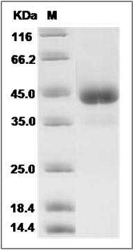 Rat ALK-2 / ACVR1 / ALK2 Protein (Fc Tag) SDS-PAGE
