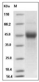 Mouse TROP2 / TACSTD2 Protein (His Tag) SDS-PAGE